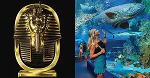 Cairns Aquarium & Tomb of the Pharaohs Experience