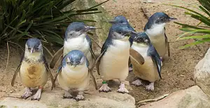 Phillip Island Wildlife And Brighton Beach Boxes Tour