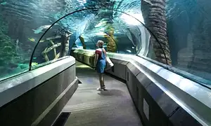 Sea Life Sunshine Coast - General Admission