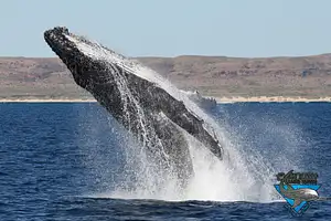 whale watching exmouth deal
