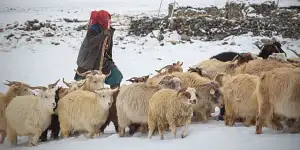 Kashmir to Ladakh: Where Valleys Meet the Sky