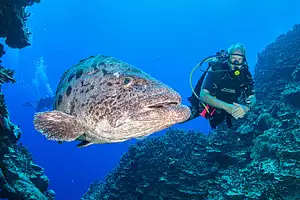7 Night Cod Hole & Ribbon Reefs Dive Adventure