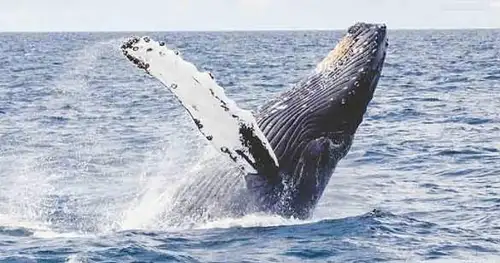 sydney nature & wildlife day trips